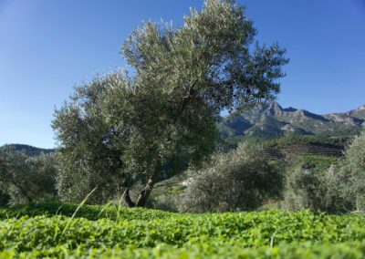 Apadrina un olivo