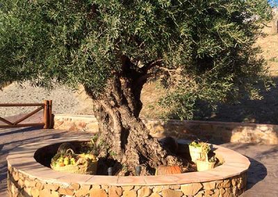 Apadrina un olivo Finca Solmark
