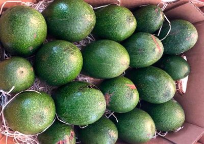 buitk adoptera avokadotrad