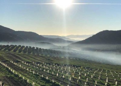 ekologiska avokadorna från Carratraca - Finca Solmark