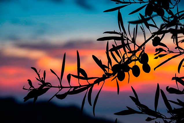 La Finca - Finca Solmark