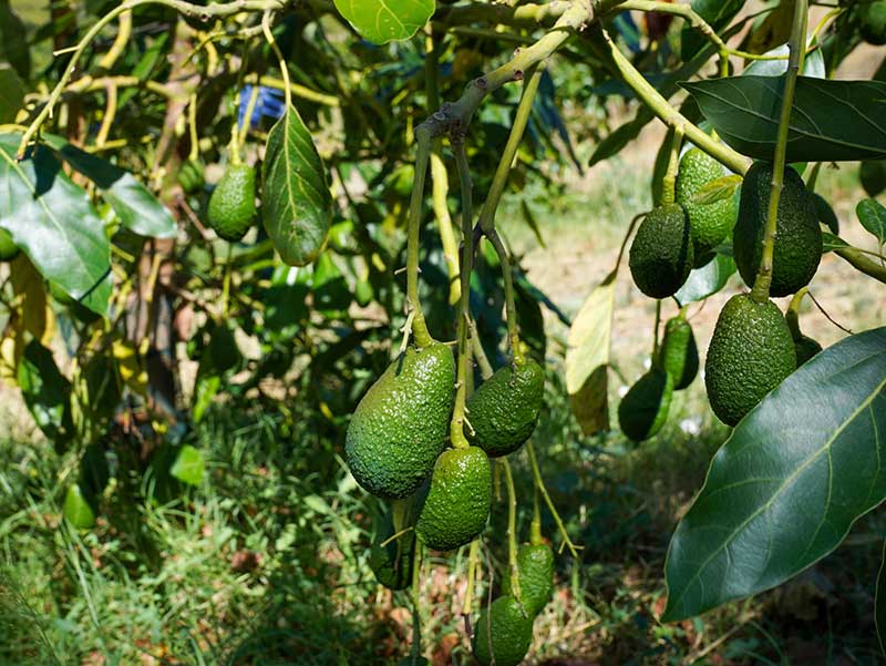 Entrevista a Alicia Talavera - Finca Solmark