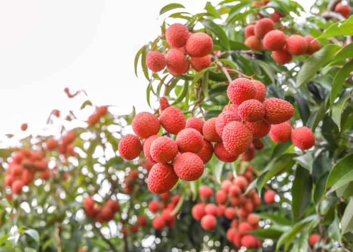 Litchi EKO - Bild 3