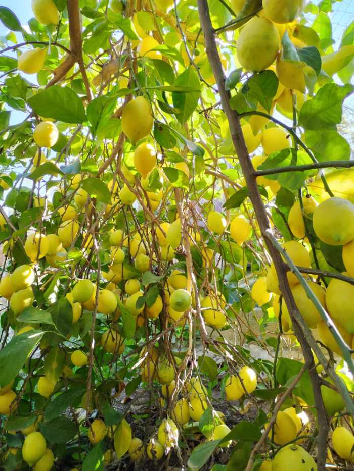 finca-solmark-Citron9